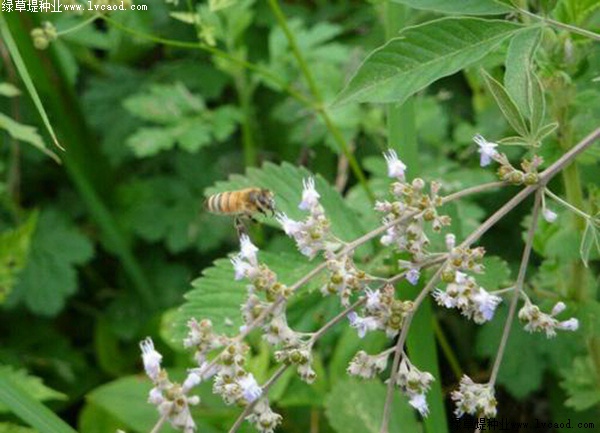 如何提高荊條的種植效益？有什么需要注意的？