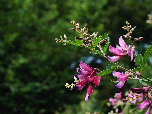 胡枝子的種植技術介紹，什么時候播種最佳？