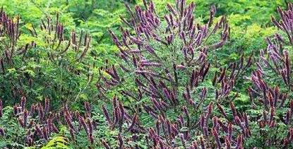 常見綠化護坡品種——紫穗槐經濟價值 常見綠化護坡品種——紫穗槐經濟價值