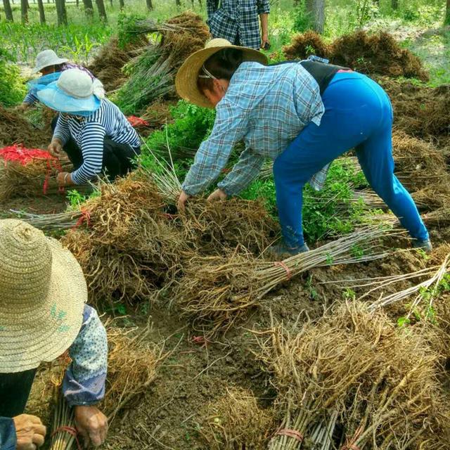 紫穗槐育苗產(chǎn)苗量高，繁育時(shí)間短，生長速度快