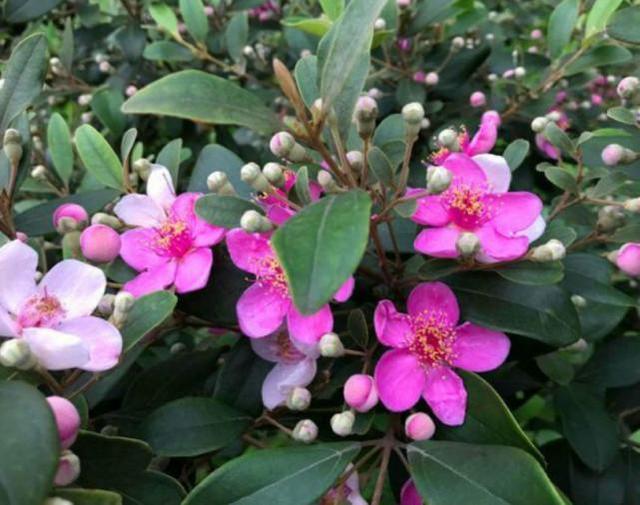 桃金娘可以人工種植嗎?桃金娘種植方法是什么? 桃金娘可以人工種植嗎?桃金娘種植方法是什么?