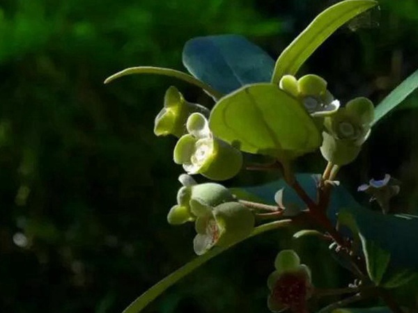 桃金娘的鑒賞與栽培養(yǎng)護(hù) 桃金娘的鑒賞與栽培養(yǎng)護(hù)