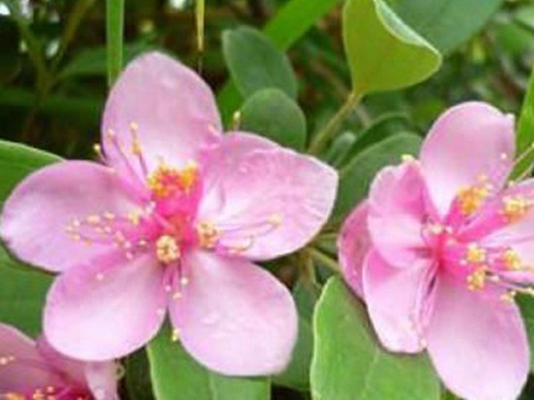 桃金娘的養殖方法和注意事項,有什么需要注意的 桃金娘的養殖方法和注意事項,有什么需要注意的