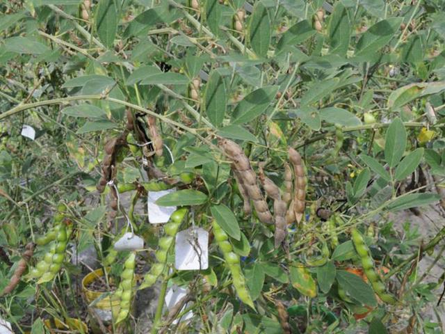 木豆種植技術介紹以及管理方法 木豆種植技術介紹以及管理方法