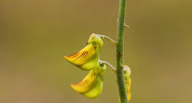 豬屎豆種植技術說明，什么時候種植最佳？