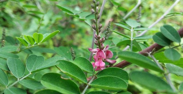優質牧草—馬棘經濟價值以及播種環境