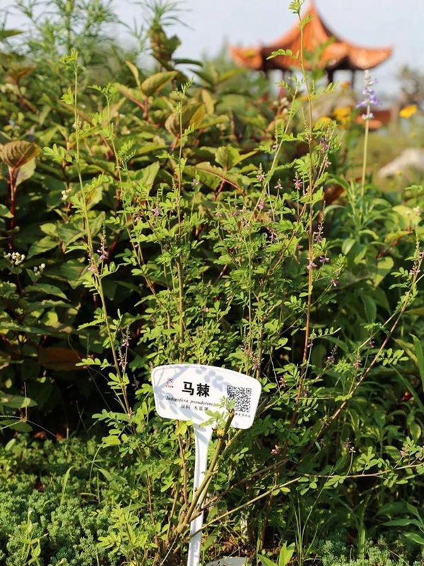 「每日一植」馬棘植物形態以及生長環境