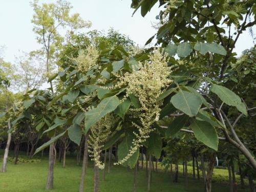 生命力頑強的鹽膚木，鹽膚木基本價值與種植技術介紹