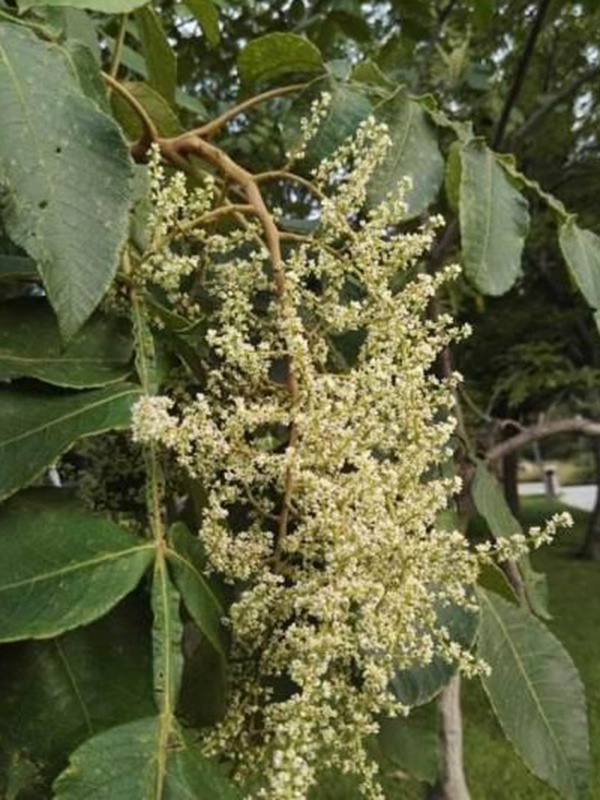 鹽膚木栽培管理技術(shù)以及繁殖方法 鹽膚木栽培管理技術(shù)以及繁殖方法