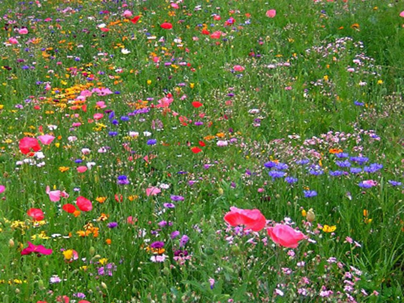 進(jìn)口野花組合 進(jìn)口野花組合