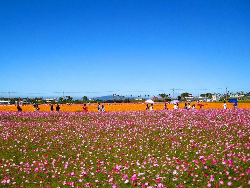 進(jìn)口野花組合 進(jìn)口野花組合