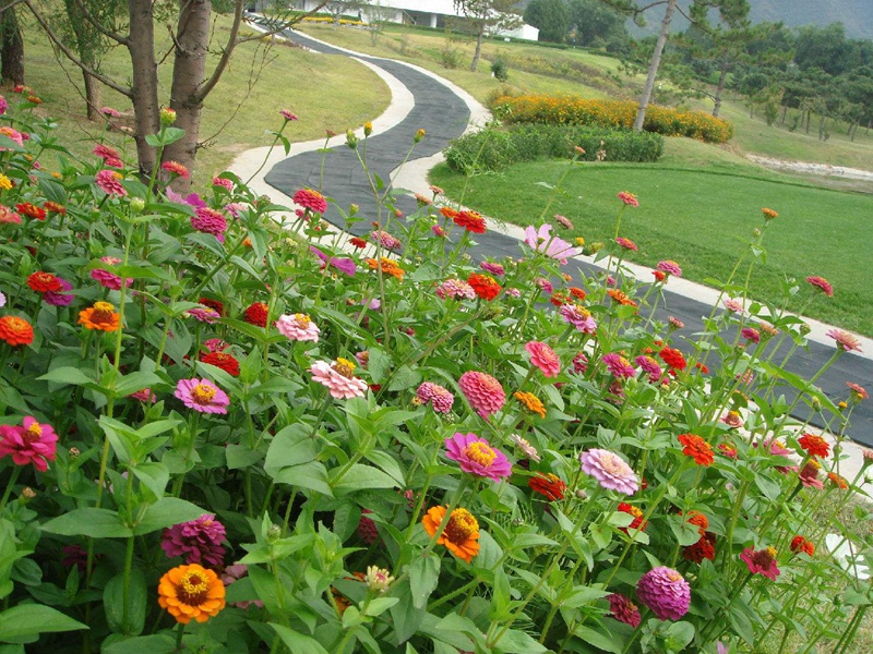 進(jìn)口野花組合 進(jìn)口野花組合