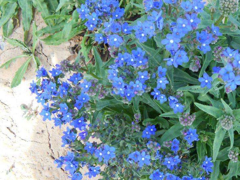 南非牛舌草 南非牛舌草