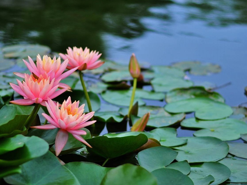 睡蓮 睡蓮