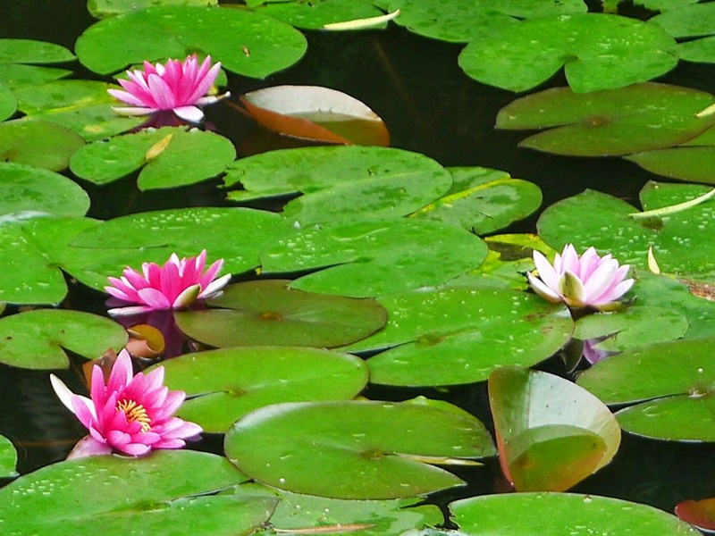 睡蓮 睡蓮