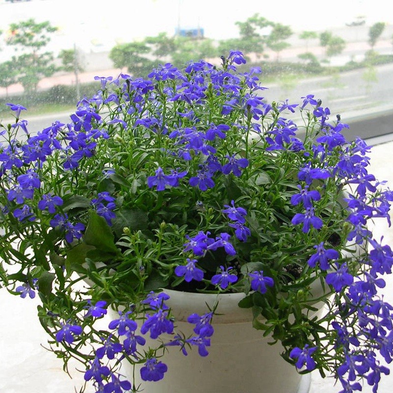 蘭花亞麻六倍利