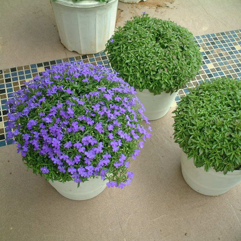 蘭花亞麻六倍利