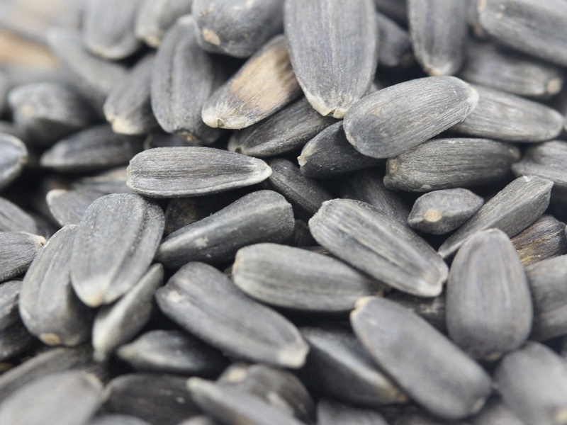 玩具熊向日葵 玩具熊向日葵