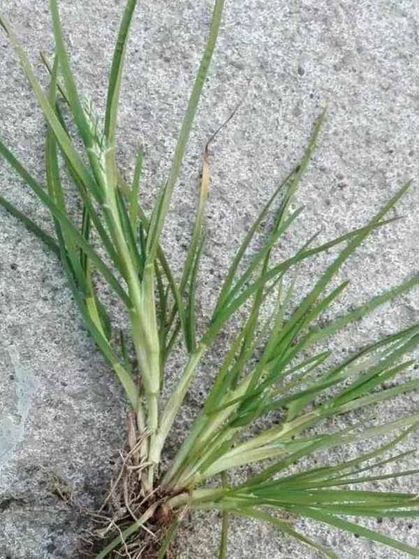 草坪種子——小麥田早熟禾怎么除？有什么方法去除？