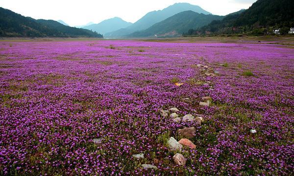 紫云英觀賞性價值高，作為飼料也有獨特的特點
