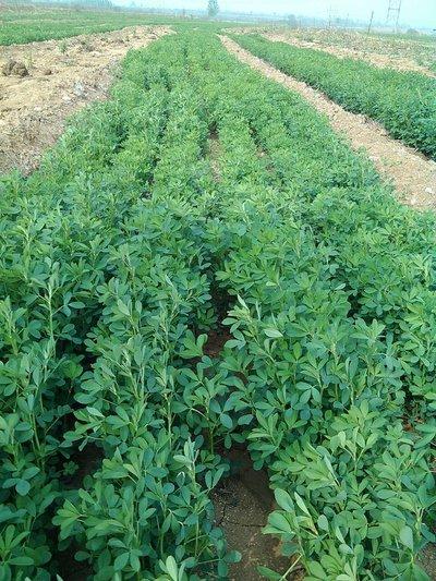 紫花苜蓿——牧草中的極品，最實(shí)用的種植技術(shù)，值得收藏