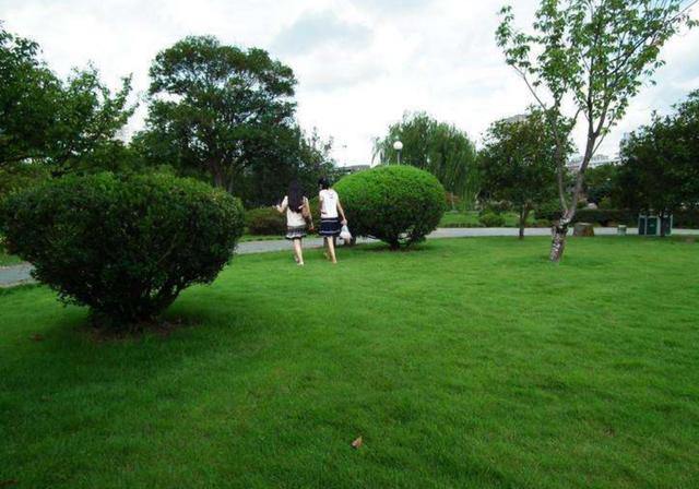 野牛草種植技術以及養護管理方法有哪些