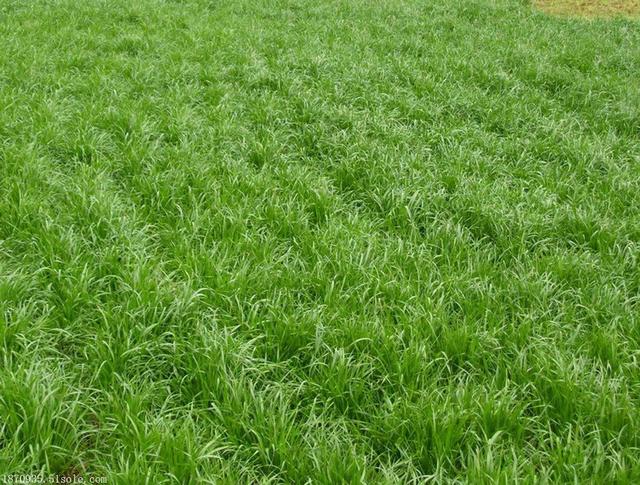 牧草種子——黑麥草什么季節播種比較好 牧草種子——黑麥草什么季節播種比較好