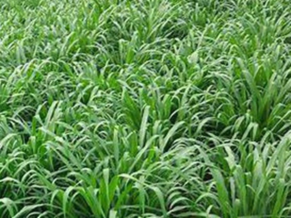 牧草要怎么種植比較好,有什么好的方法? 牧草要怎么種植比較好,有什么好的方法?