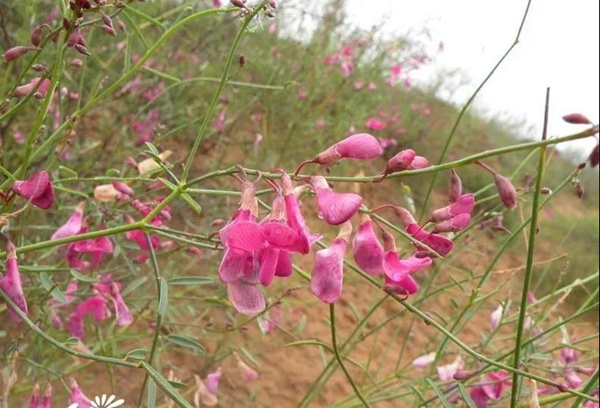 花棒主要價(jià)值，適合什么樣的環(huán)境下生長(zhǎng)