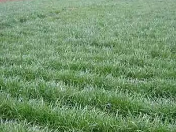 黑麥草什么時(shí)候種植比較好？如何種植黑麥草？