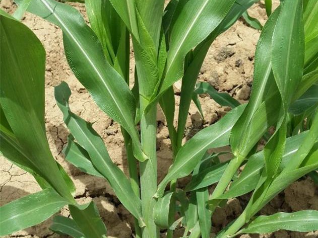 墨西哥飼用玉米種植有何技術(shù)特點? 墨西哥飼用玉米種植有何技術(shù)特點?