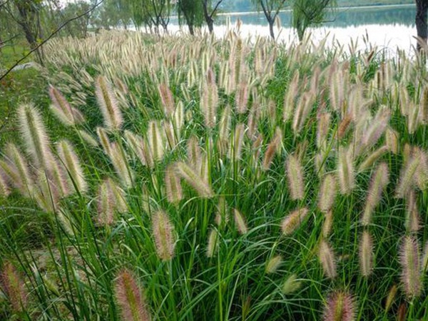 種植牧草需要注意的地方有很多，需要注意什么？