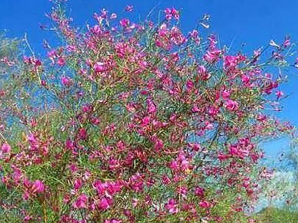 常見植物花棒——耐旱、喜光樹種 常見植物花棒——耐旱、喜光樹種
