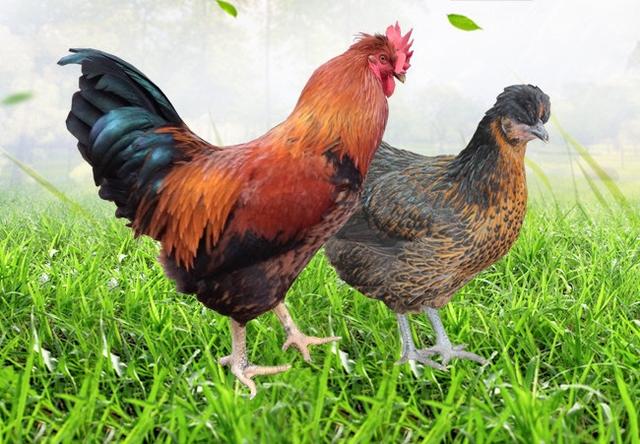 養(yǎng)殖戶注意了,土雞愛吃的八大牧草,有什么需要注意的? 養(yǎng)殖戶注意了,土雞愛吃的八大牧草,有什么需要注意的?