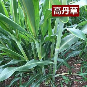 高粱與蘇丹草的結(jié)合,高丹草的優(yōu)勢(shì)有哪些 高粱與蘇丹草的結(jié)合,高丹草的優(yōu)勢(shì)有哪些