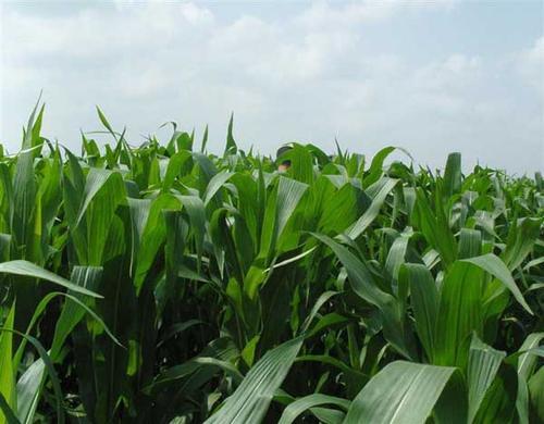 墨西哥玉米草有這些優(yōu)勢,你懂嗎 墨西哥玉米草有這些優(yōu)勢,你懂嗎