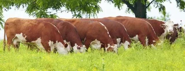 種植皇竹草養(yǎng)牛，需要了解一些什么