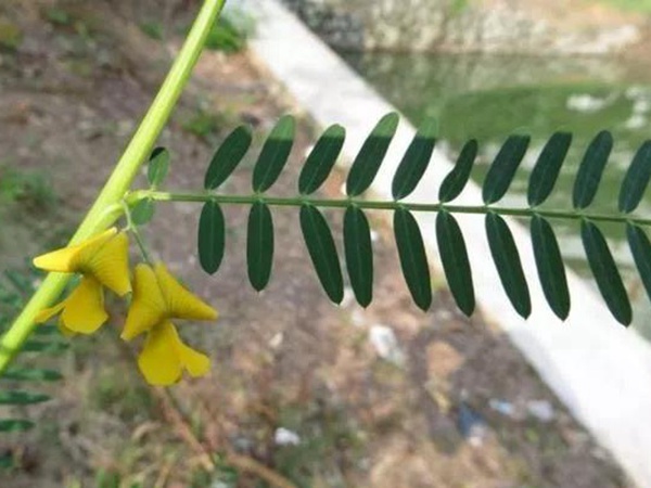 田菁的栽培技術(shù)以及管理方法 田菁的栽培技術(shù)以及管理方法