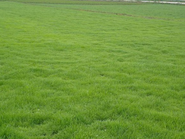 堿茅草種子種植方法是什么，發芽率怎么樣