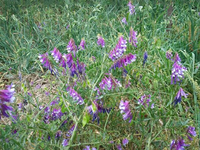 毛苕子的種植技術介紹以及播種時間