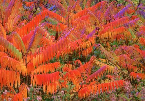 生命力頑強的鹽膚木，鹽膚木基本價值與種植技術介紹