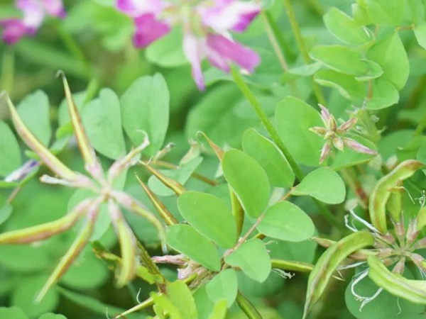 “草籽花”紫云英——滿滿的美好回憶 “草籽花”紫云英——滿滿的美好回憶