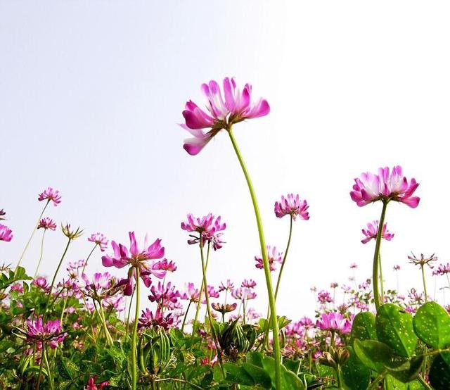 紫云英的生長環境和繁殖方法有什么要求