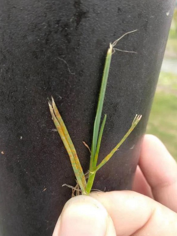 園林植保︱草坪銹病的發生及如何防治 園林植保︱草坪銹病的發生及如何防治