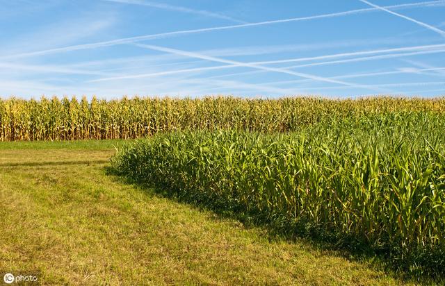 牛羊愛吃的蘇丹草，獲得高產量牧草需要這樣種植