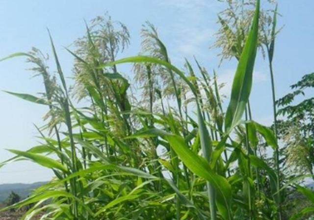 甜高梁種植技巧是什么，如何產(chǎn)量高