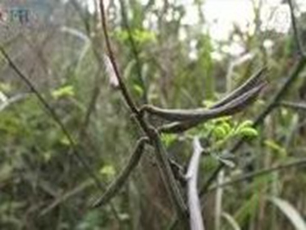 衣物上的豆科植物---馬棘基本介紹 衣物上的豆科植物---馬棘基本介紹