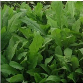 飼料牧草,苦荬菜的詳情介紹 飼料牧草,苦荬菜的詳情介紹