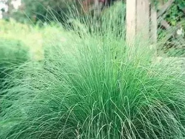 不同氣候地區(qū)怎么選擇綠化草種？有什么好的方法？