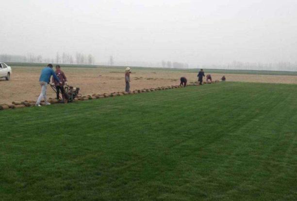 百慕大草坪經濟價值以及播種管理技術